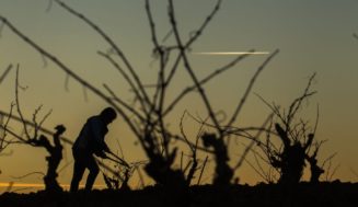 Rioja estudia un modelo predictivo para la viticultura resiliente