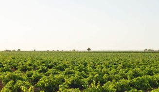 Castilla-La Mancha exporta más de la mitad del vino español en el primer semestre