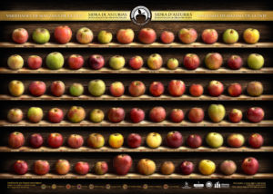 Variedades de manzana para la Sidra de Asturias