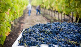 El vino español en la encrucijada: las exportaciones caen en 2025, pero la transformación del sector ya está en marcha El vino español en la encrucijada: las exportaciones caen en 2025, pero la transformación del sector ya está en marcha