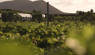 Italia, el camaleón del vino: cómo el país del Prosecco sobrevive a la crisis gracias a la innovación (y al vino sin alcohol). Después de Vinitaly