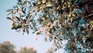 Convocado el premio «Alimentos de España» para los mejores aceites de oliva virgen extra