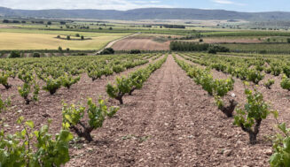 Jesús Flores: viviendo el vino español desde varias perspectivas