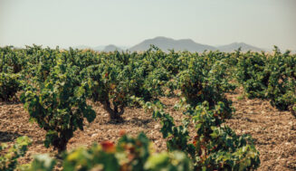 Los mejores vinos de Alicante según la guía de Robert Parker