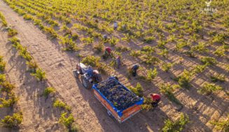 Primer curso de formador en vinos de Jumilla