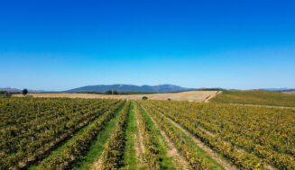 Uno de los viñedos más aislados de España, en la Sierra Norte de Guadalajara