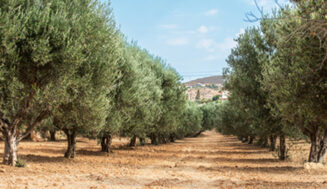 La producción española de aceite de oliva crece un 28 %, hasta superar las 850.000 toneladas