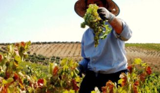 Moriles: Singularidad como bandera Moriles: Singularidad como bandera