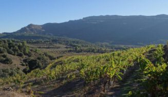La DO Montsant prevé una vendimia de 7 millones de kilos de uva