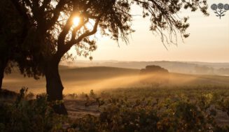 Bodegas La Horra presenta su primera añada certificada como ecológica