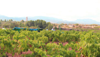 Primer vino de baja graduación-no desalcoholizado de la DO Terra Alta