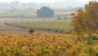 Ribera del Duero pone en marcha una investigación sobre las variedades de uva de su zona