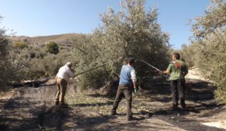 La producción de aceite en Sierra Mágina se recupera tras dos años de pésimas cosechas