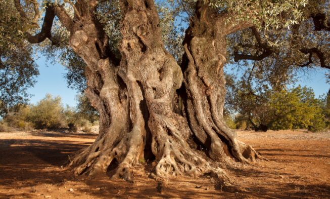 El Mejor Olivo Monumental de España 2025 tiene 1.281 años