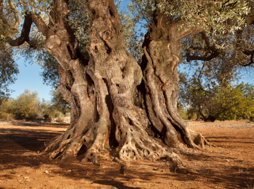 El Mejor Olivo Monumental de España 2025 tiene 1.281 años