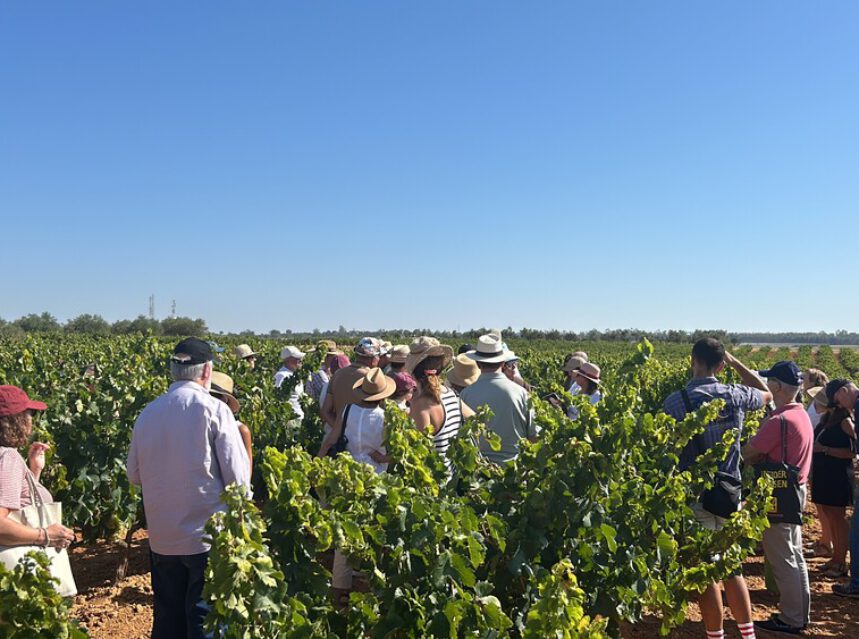 Curso universitario sobre vino y vinagre DOP Condado de Huelva