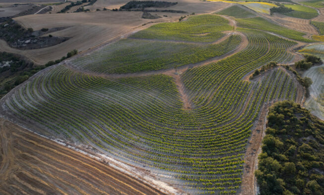 Roda estudia el sistema de cultivo de viñedo en línea clave (keyline)