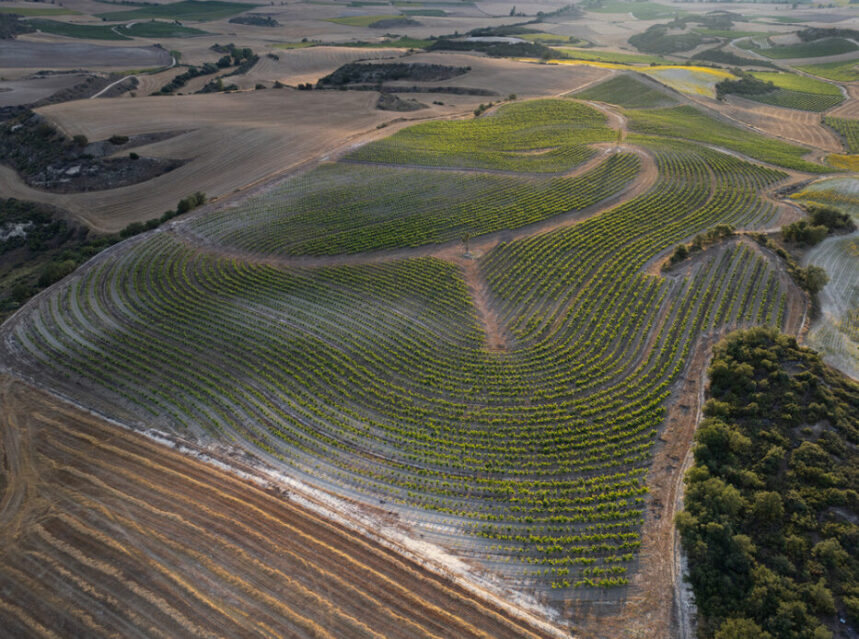 Roda estudia el sistema de cultivo de viñedo en línea clave (keyline)
