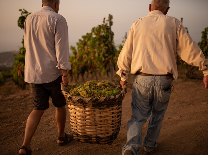 La DOP Islas Canarias – Canary Wine agrupa 50 bodegas y 800 viticultores