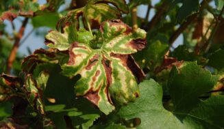 Proyecto para crear biopesticidas naturales para el viñedo