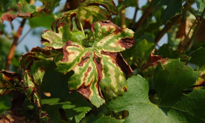 Proyecto para crear biopesticidas naturales para el viñedo