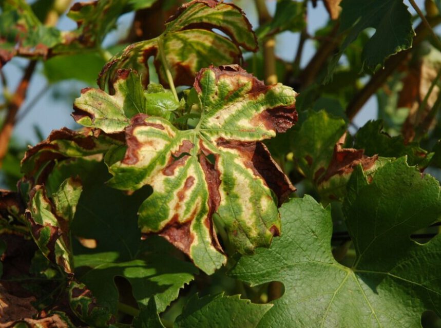 Proyecto para crear biopesticidas naturales para el viñedo