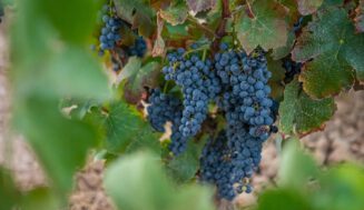 Gonfaus, variedad de uva tinta prefiloxérica recuperada