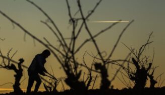 Rioja estudia un modelo predictivo para la viticultura resiliente