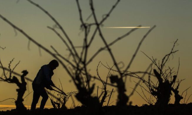 Rioja estudia un modelo predictivo para la viticultura resiliente