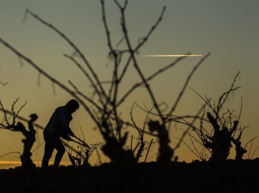 Rioja estudia un modelo predictivo para la viticultura resiliente