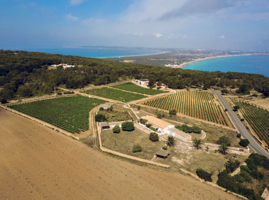 Terramoll, nueva bodega de Vintae en Formentera