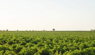 Castilla-La Mancha exporta más de la mitad del vino español en el primer semestre