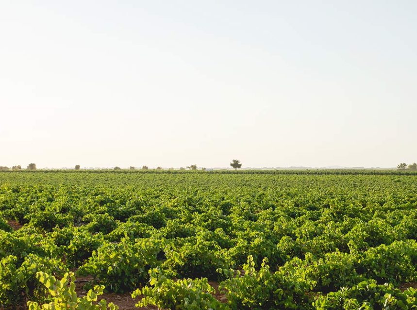 Castilla-La Mancha exporta más de la mitad del vino español en el primer semestre