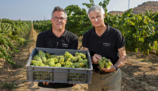 La bodega Raimat (D.O. Costers del Segre) inicia la vendimia 2025