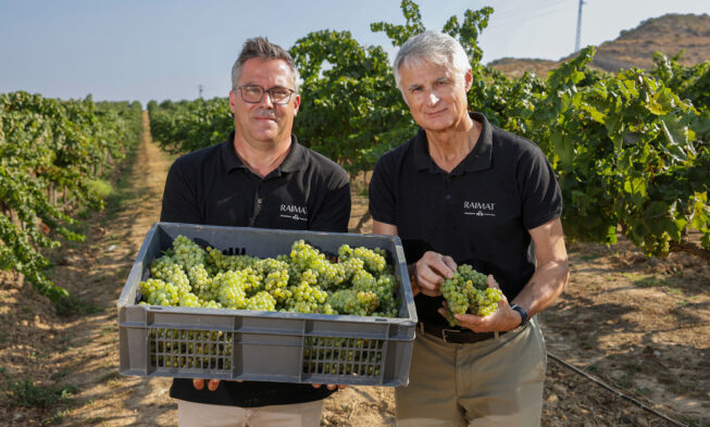 La bodega Raimat (D.O. Costers del Segre) inicia la vendimia 2025