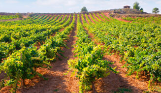 El desafío del vino español: más tamaño, sin perder diversidad