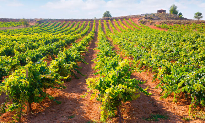 El desafío del vino español: más tamaño, sin perder diversidad