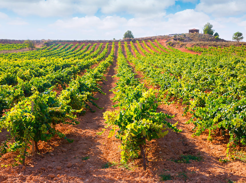 El desafío del vino español: más tamaño, sin perder diversidad