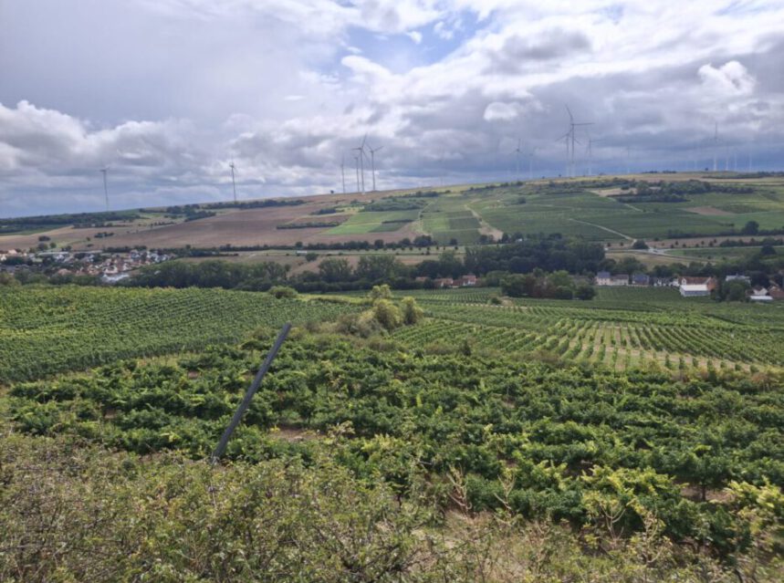 Neiss: La originalidad de los vinos más septentrionales del Palatinado