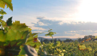 La reinvención del vino: Cómo la sostenibilidad y la cultura redibujan el mercado global