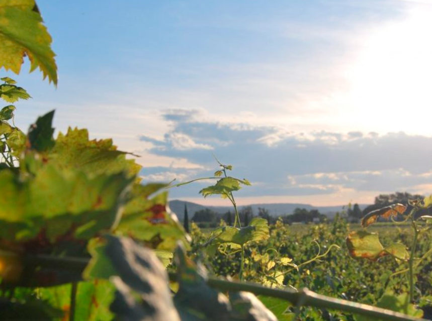 La reinvención del vino: Cómo la sostenibilidad y la cultura redibujan el mercado global