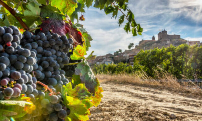La singularidad de los vinos de la Subsierra riojana (2)
