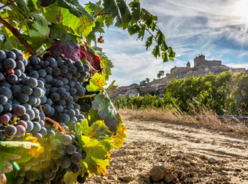 La singularidad de los vinos de la Subsierra riojana (2)