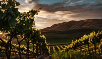El viñedo abandonado: La cruda crisis que sacude a los viticultores de California