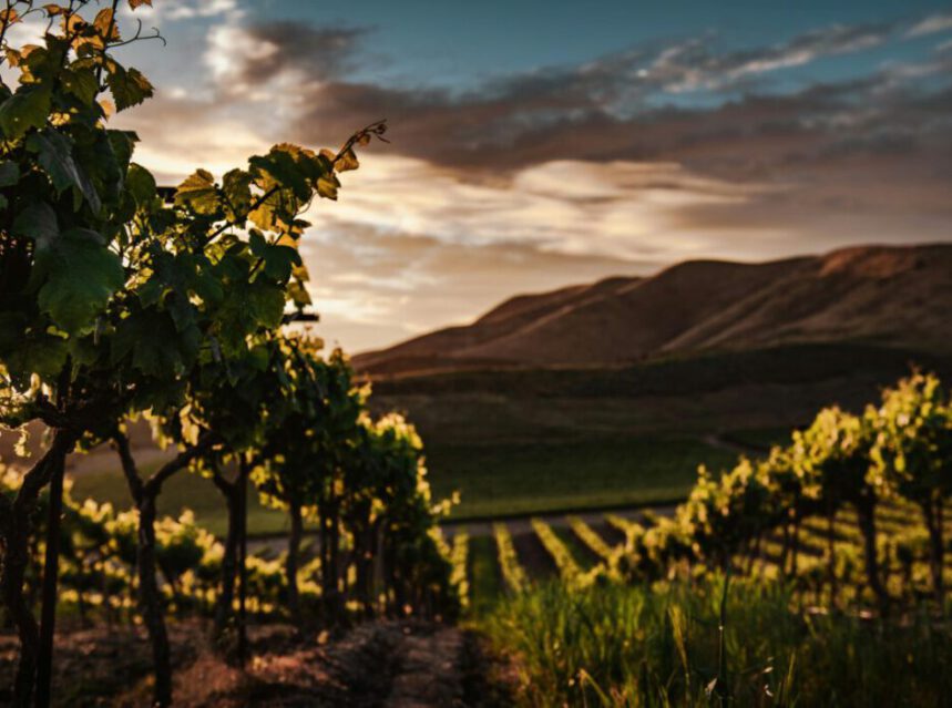 El viñedo abandonado: La cruda crisis que sacude a los viticultores de California
