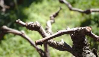 La poda de la vid: cuando el invierno prepara la próxima copa de vino