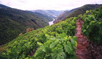 Vino de Cangas: Cultura, tradición y vinos de vanguardia