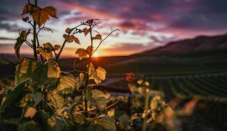 Reinventarse o desaparecer: el dilema crítico de los viñedos estadounidenses