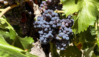 DOP Calatayud: Esencia de garnacha