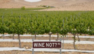 El renacer del vino en la Tierra Santa